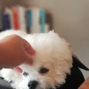 네네치킨 녹번점 이미지