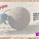 이해웅/말똥구리 이미지