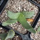 핑크 체리 이미지