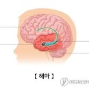 해마클리닉