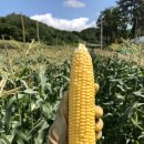 진도전자 이미지