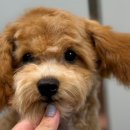 비비안살롱 이미지