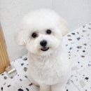 트윈퍼피 | 천안 애견미용 두정동 트윈퍼피 비숑 하이바컷 귀툭튀컷 해보았어요