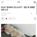 “땅 속에서 우는 소리가”...병든 채 ‘생매장’당한 노견 (부산 북구 주택가에서 발견된 15년 된 노견) 이미지