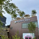 퍼피힐(PUPPY HILL) 이미지