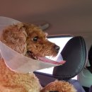 마리네 동물병원 이미지