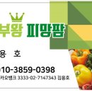 왕팜 네이버블로그