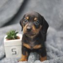 쓰담쓰담 이미지