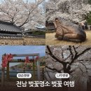 섬진강순환자전거길2 | 전남 벚꽃명소 화순 구례 섬진강 벚꽃길 나주 벚꽃 여행