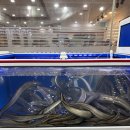 삼성회수산 건너편 | 광주 풍암동횟집 번창회수산 하모 샤브샤브 여름 보양식 후기