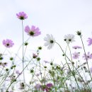 꽃밭에서 이미지