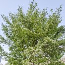 강당말공원 이미지