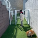 멍둥이 | 여수 애견동반 독채 숙소, 개별 운동장까지 완벽했던 스테이멍 내돈내산 후기