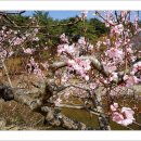 유산천변 Daum카페