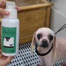 폴인럽 애견&고양이 미용 돌봄&호텔 | 마포구 상암동 애견호텔 폴인럽 애견&amp;고양이 미용 돌봄&amp;호텔 비용 시간 위치