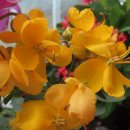 소금꽃정원 이미지