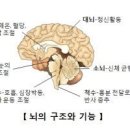 [정보] 치매, 알츠하이머 예방법 이미지