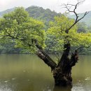 별동산달빛아래 | 청송 여행 코스| 88식당 주왕산 주산지 송소고택 백일홍 별동산달빛아래