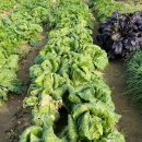 입동농장 이미지