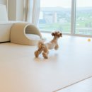 펫바이블 이미지