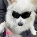 인천종합동물병원 | 폼피츠 강아지 산도의 양다리 슬개골 수술 후기 인천소래동물병원