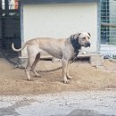 오공이 농장 분양받은견 입니다 이미지