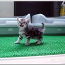 우리집강아지 이미지