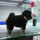 멍멍왕자 야옹공주 이미지