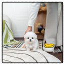 도시이야기 | 제천펫샵 후기 – 청풍호의 도시에서 만난 반려견, 유앤미펫 이야기