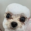 멍멍회관 네이버블로그