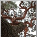 서창 소나무 이미지