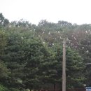 백로서식지 이미지