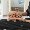 부산강아지분양 미유펫 이미지