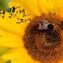 붓펜캘리그라피(주말반) 이미지