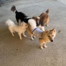 아이캔유치원 | 오늘은 유치원을 다녀왔습니다! (경산 아이캔독)
