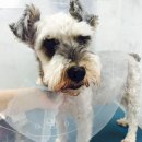 24시청주i동물병원 이미지