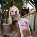 까까요 dog | 폴리데이♡ 아무것도 첨가안한 칠면조힘줄 (스트립) 🦃 건강하게 원물만 먹자