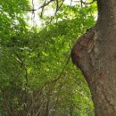 우장산공원길 이미지