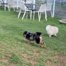 애견카페왕 이미지