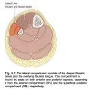 외측선 lateral line - 스트레칭 방법 포함!! 이미지