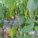 하루농장 이미지