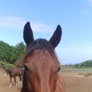 율도목장 이미지