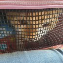 둘레길 동물병원 이미지