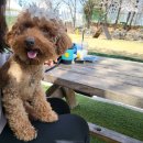 드린겐 애견테마파크 이미지