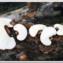 영지농장 이미지