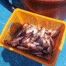 으뜸울금농장 이미지