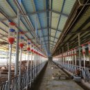 보령축산 이미지