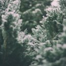 관인 5일장 이미지