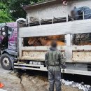 도축장 향하던 화물차가 덤프트럭 추돌…소 4마리 죽어 이미지