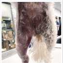 와우동물메디컬센터 이미지